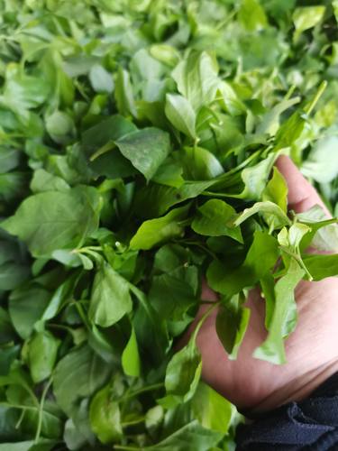 广西新鲜白花丹纯叶子白花丹纯叶子一见消百花丹纯叶子500克包邮