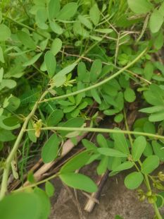 新鲜现采 决明子 马蹄决明草 羊触定 假羊角菜 鲜中草药500克包邮