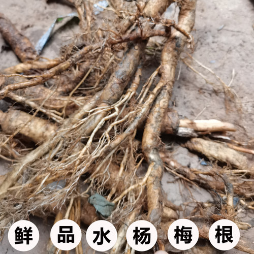 广西现挖新鲜现发水杨梅根