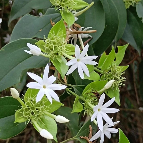 500g新鲜厚叶素馨鲫鱼胆樟叶茉莉青竹藤胆藤叶鲜品枝叶包邮