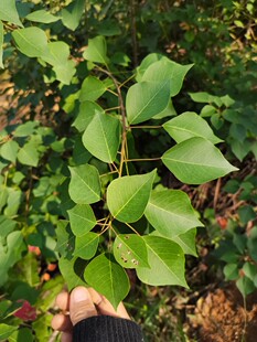 现采新鲜乌桕叶 中草药乌桕叶卷子叶蜡子树油子树叶桕子树木子树