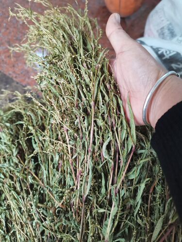 农家自晒新鲜白花辣辣廖草中药材辣马蓼辣椒草酒曲材料500克包邮