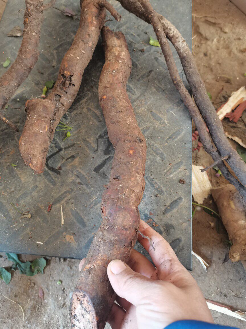 广西新鲜现挖现发挖野葡萄根山葡萄蛇纯根葡萄根500克包邮