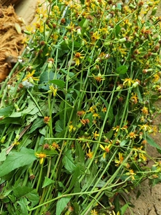 新鲜现采千里光九里明黄花母宝宝洗澡千里光中草药洗500克包邮