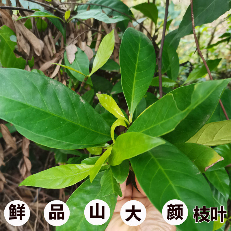 500克现采山大颜新鲜九节木枝叶山大刀中草药材 大罗伞火筒树包邮