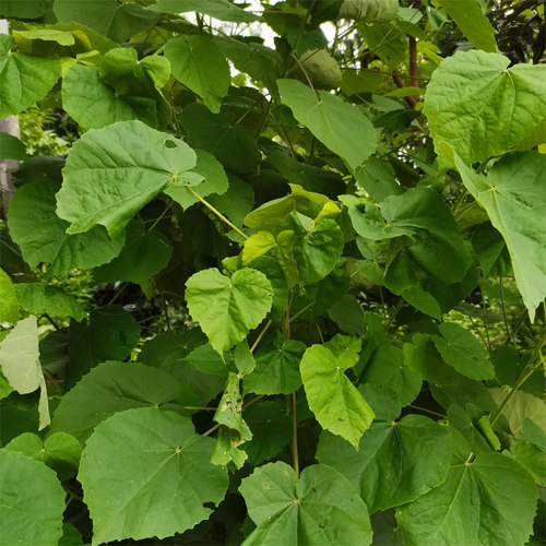 新鲜现采磨盘草枝叶耳响草磨笼草金花草包邮磨盘草500克包邮