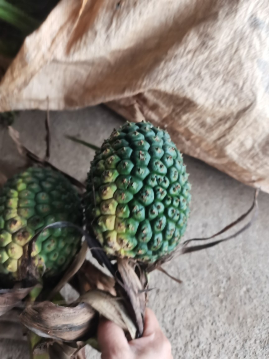 现摘露兜果新鲜假菠萝果野菠萝果罗金堆果叶子露兜树500克包邮
