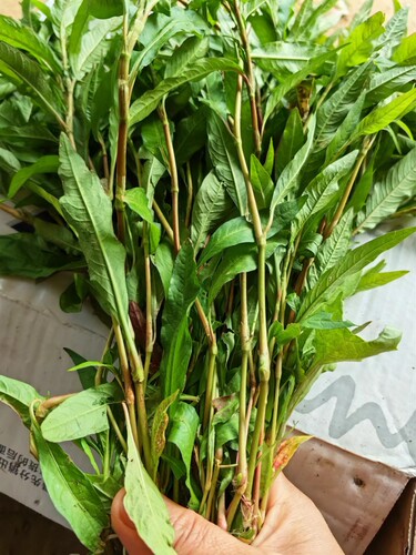 2斤装广西新鲜白花辣辣廖草中药材辣马蓼辣椒草酒曲材料包邮