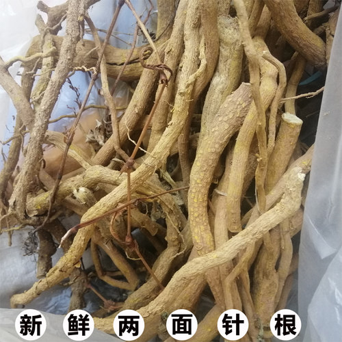 新鲜两面针根纯根现摘