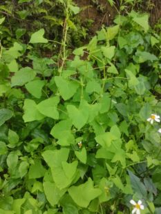 2斤杠板归新鲜原生蛇倒退蛇不过中草药带状腰蛇泡皮肤湿痒洗澡