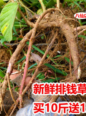 广西现挖排钱草根金钱豹钱串纯根叠钱草阿婆钱龙鳞草500g纯根包邮