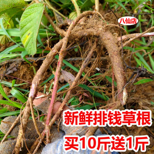 广西现挖排钱草根金钱豹钱串纯根叠钱草阿婆钱龙鳞草500g纯根包邮
