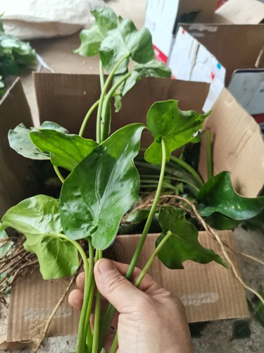 广西新鲜现采尖尾芋滴水观音老虎芋假海芋中草药种植苗500克包邮