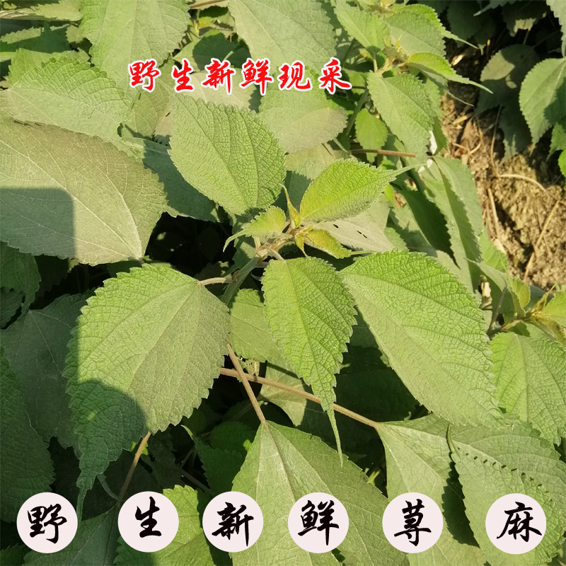500克包邮生荨麻新鲜荨麻草红活麻湿荨麻叶活荨麻火麻草活禾麻草