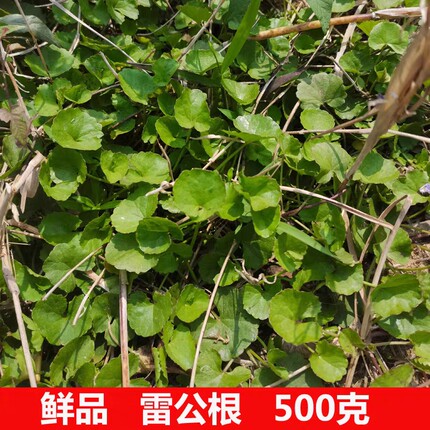 广西新鲜现采现发积雪草雷公根草崩大碗满天星500g包邮