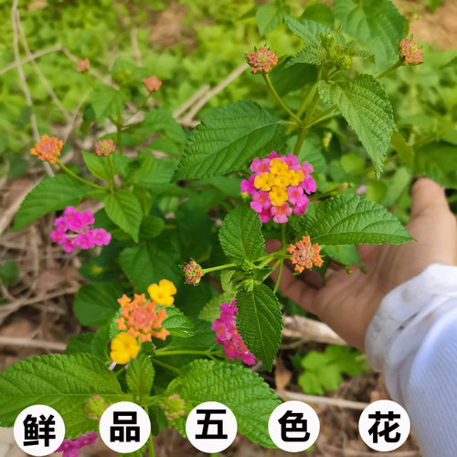广西中草药500克新鲜包邮
