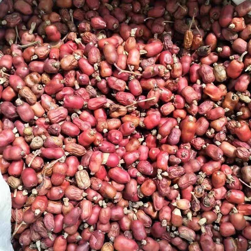 广西钦州野生山姜仔姜子红豆蔻山姜子包邮特产驱寒卤料香料
