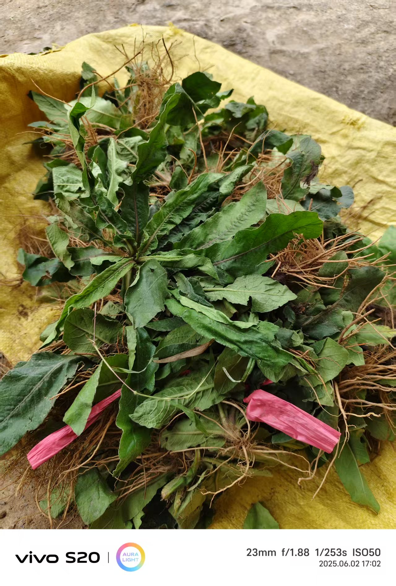 现挖地胆草 新鲜苦地胆 中草药坐地娘 煲汤地胆头 地斩头丁茄夫