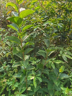 广西现采狗屎木华山矾 土常山华灰木地黄木 枝叶纯根500g 包邮