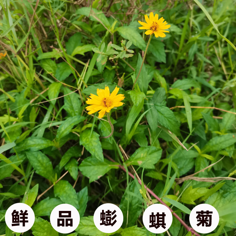 500克蟛蜞菊新鲜中草药现采路边菊马兰草蟆花黄花墨菜鹿舌草包邮