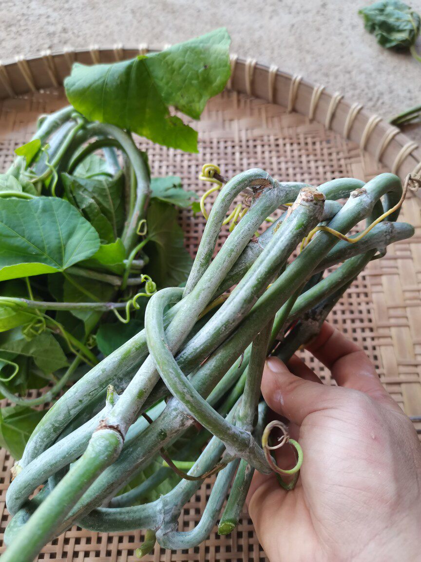 白粉藤新鲜独脚乌桕夜牵牛青龙跌打山鸡蛋山葫芦藤叶白面水鸡