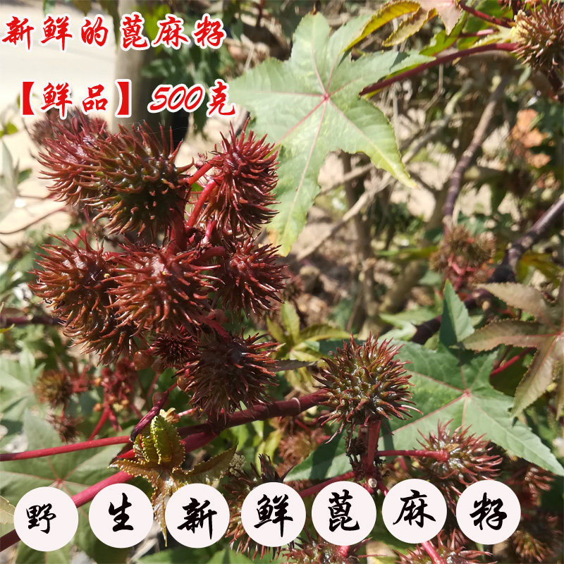 新鲜现采500克带壳红蓖麻籽   红蓖麻籽 大麻子 有 红  白  蓖麻