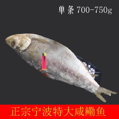老宁波象山腌制鳓鱼舟山白鳞鱼