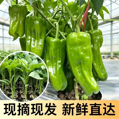 不辣皱皮薄皮辣椒苗带土易成活