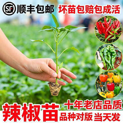 薄皮辣椒苗带土秧苗蔬菜秧苗四季易成活阳台菜园盆栽辣椒苗蔬菜苗