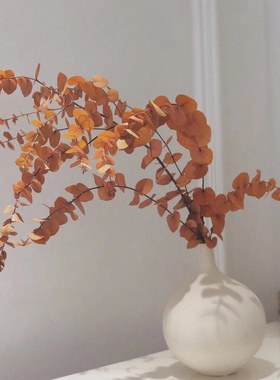 橘黄色干花圆叶尤加利干树枝水养秋色彩色大叶永生花苹果进口