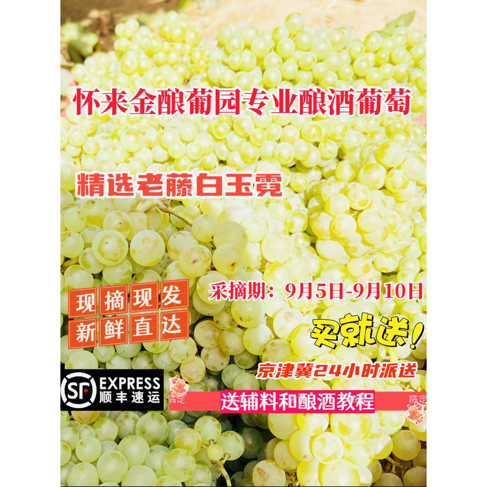 怀来酿酒葡萄精选老藤白玉霓净重二十斤自家种植当天采摘新鲜直达