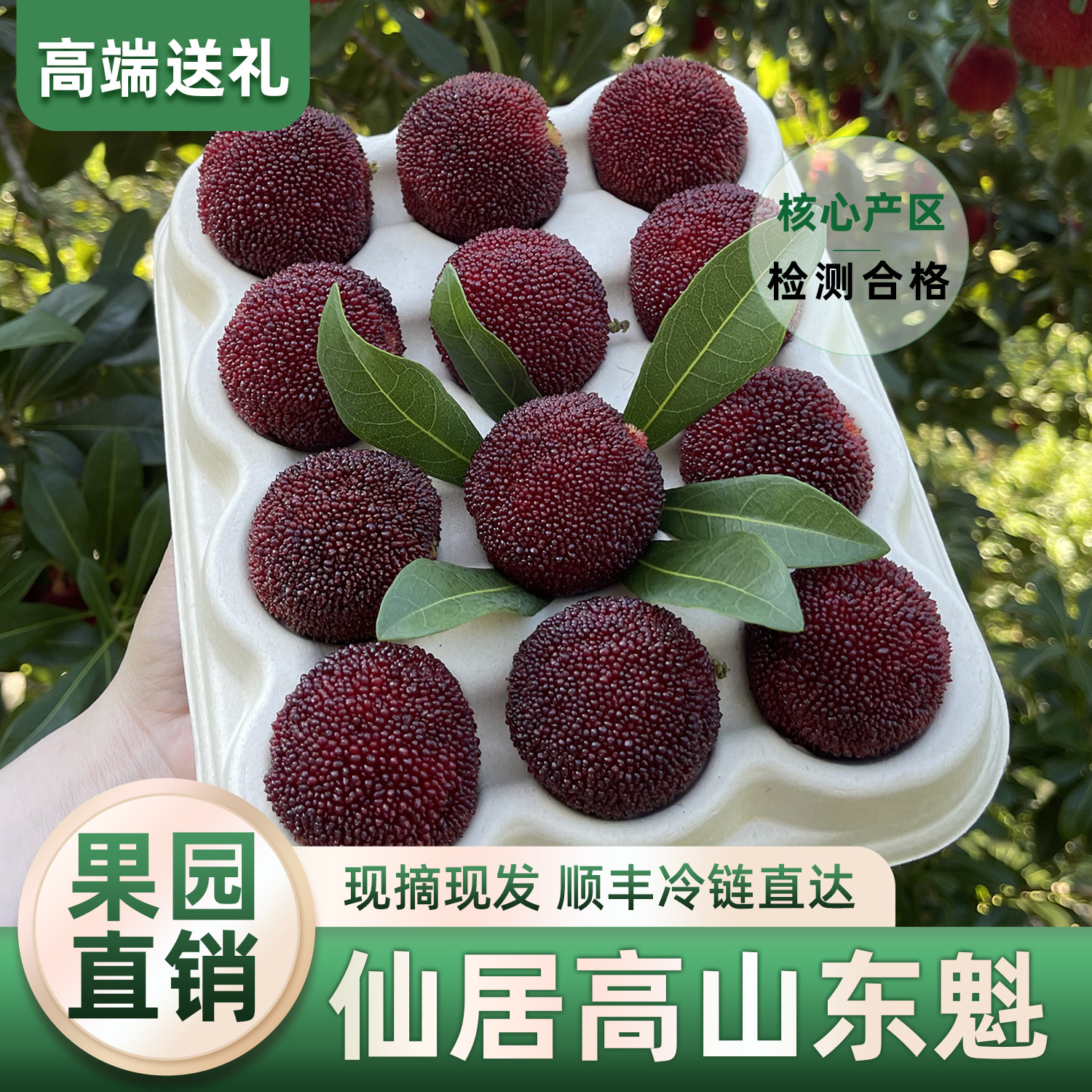 仙居高山东魁杨梅终于成熟了