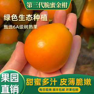 正宗广西融安第三代脆蜜金柑鲜果独立包装脆蜜金桔大果礼盒纯甜