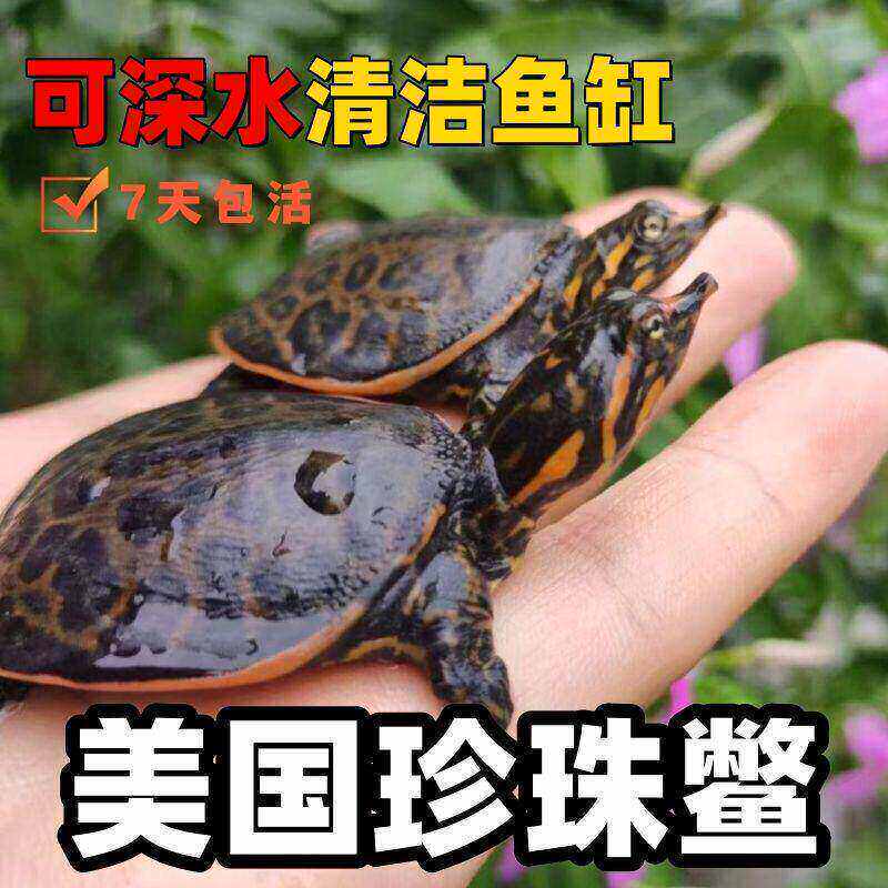 花龟苗小乌龟活体珍珠龟宠物水龟花杂草观赏龟六线中华草龟活物