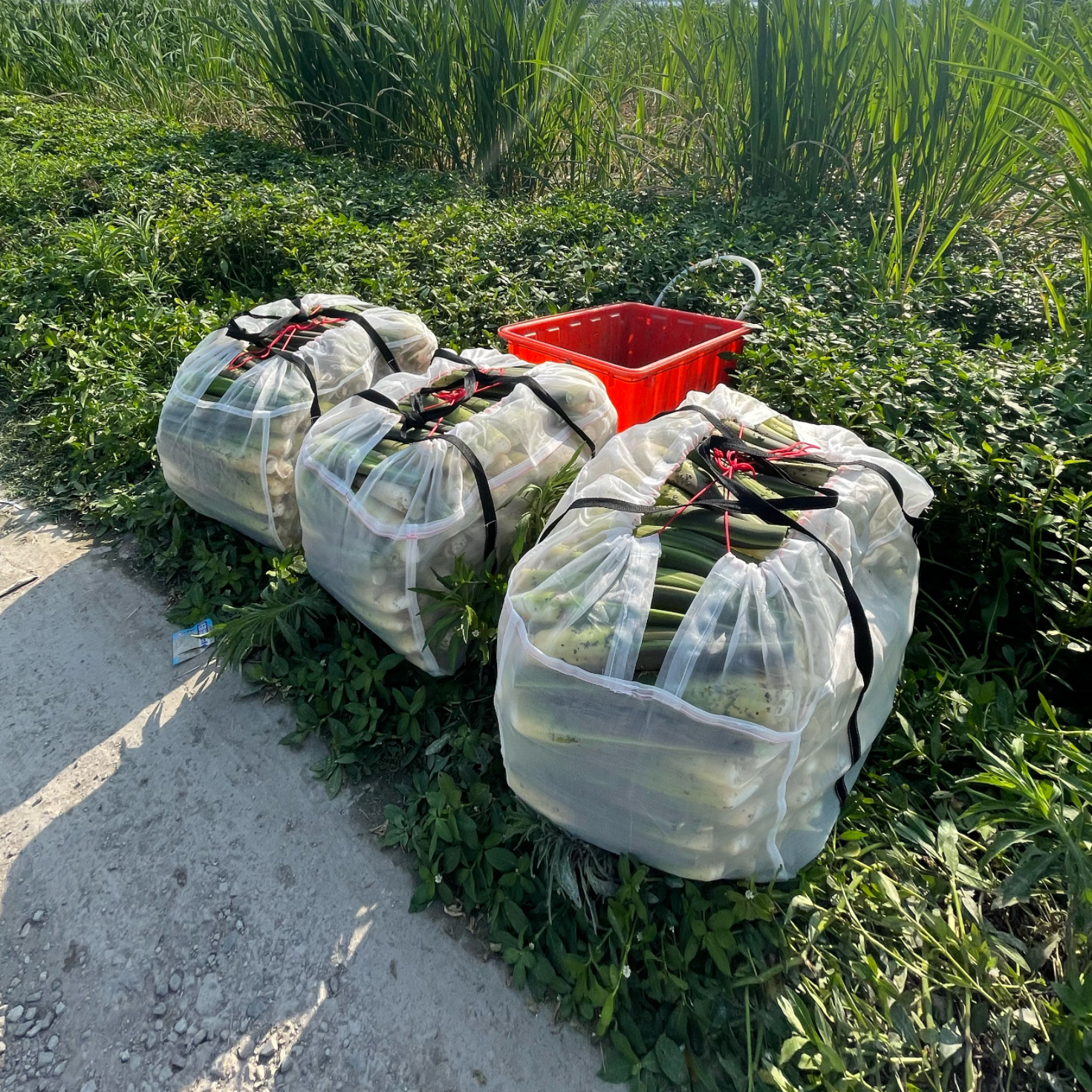 茭白高笋儿首装车网袋加厚