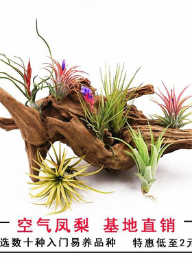 绿植无土草花红精灵多款空气凤梨