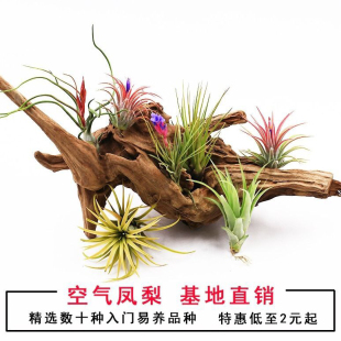 空气凤梨无土植物室内客厅桌面绿植盆栽花卉草花老人须红精灵多款