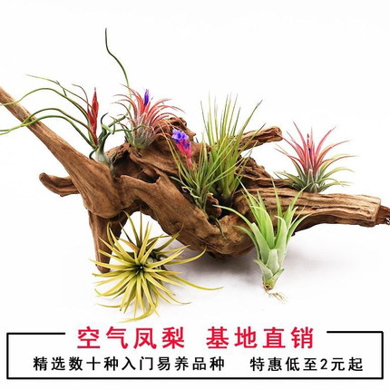 空气凤梨无土植物室内客厅桌面绿植盆栽花卉草花老人须红精灵多款