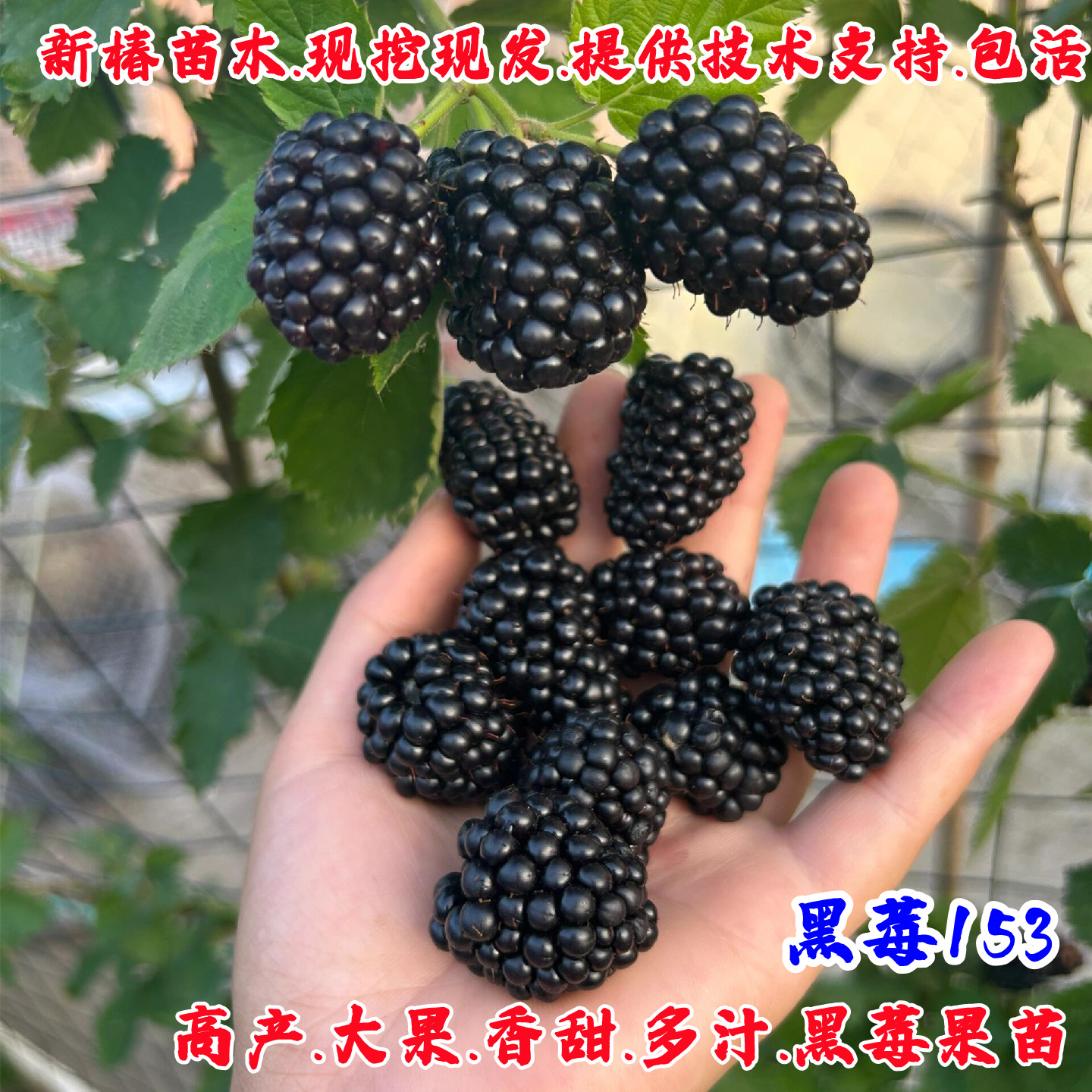153黑莓树苗大果双季黑莓苗庭院阳台盆栽浆果树莓果苗南北方种植