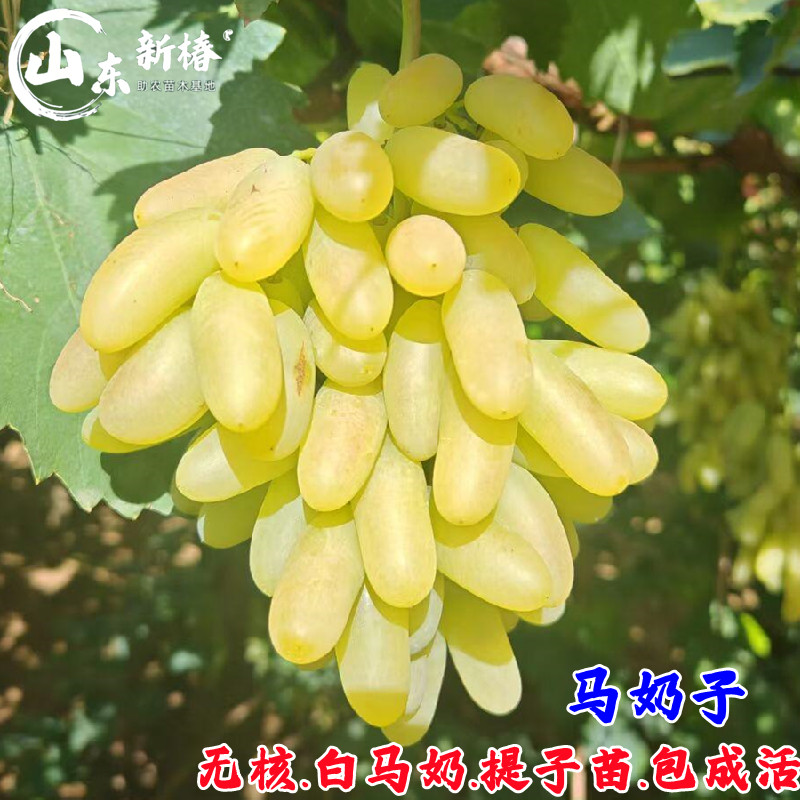 新疆马奶子葡萄树苖马乳青提葡萄苗提子树盆栽地栽南北方种植