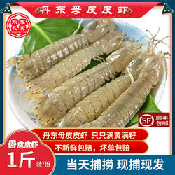 丹东特产全母皮皮虾鲜活虾爬子满籽满黄大号琵琶虾黄海野生活虾姑
