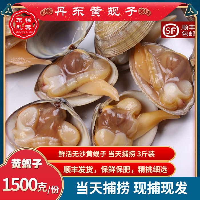 丹东特产大黄蚬子野生文贝肥蛤黄海蛤蜊鲜活海鲜无沙顺丰3斤包邮