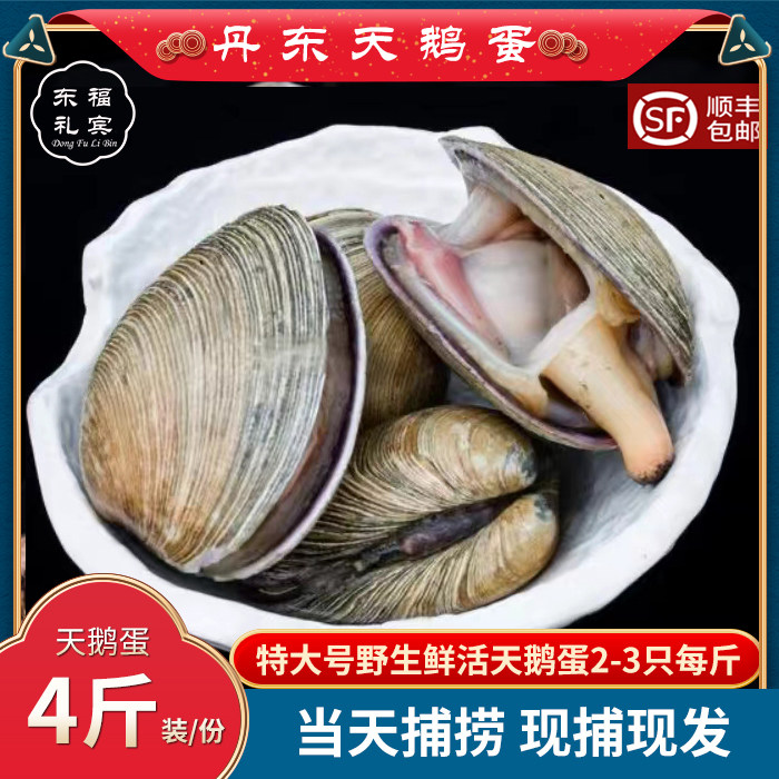丹东特产野生海鲜天鹅蛋鲜活海鲜大蛤东港蛤蜊大蚬子天鹅蛋海鲜
