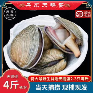 丹东特产野生海鲜天鹅蛋鲜活海鲜大蛤东港蛤蜊大蚬子天鹅蛋海鲜