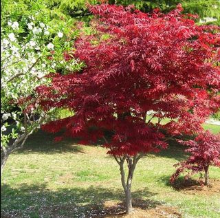 红枫树苗四季中国红庭院正宗日本紅舞姬盆景绿化植物苗木园林绿化