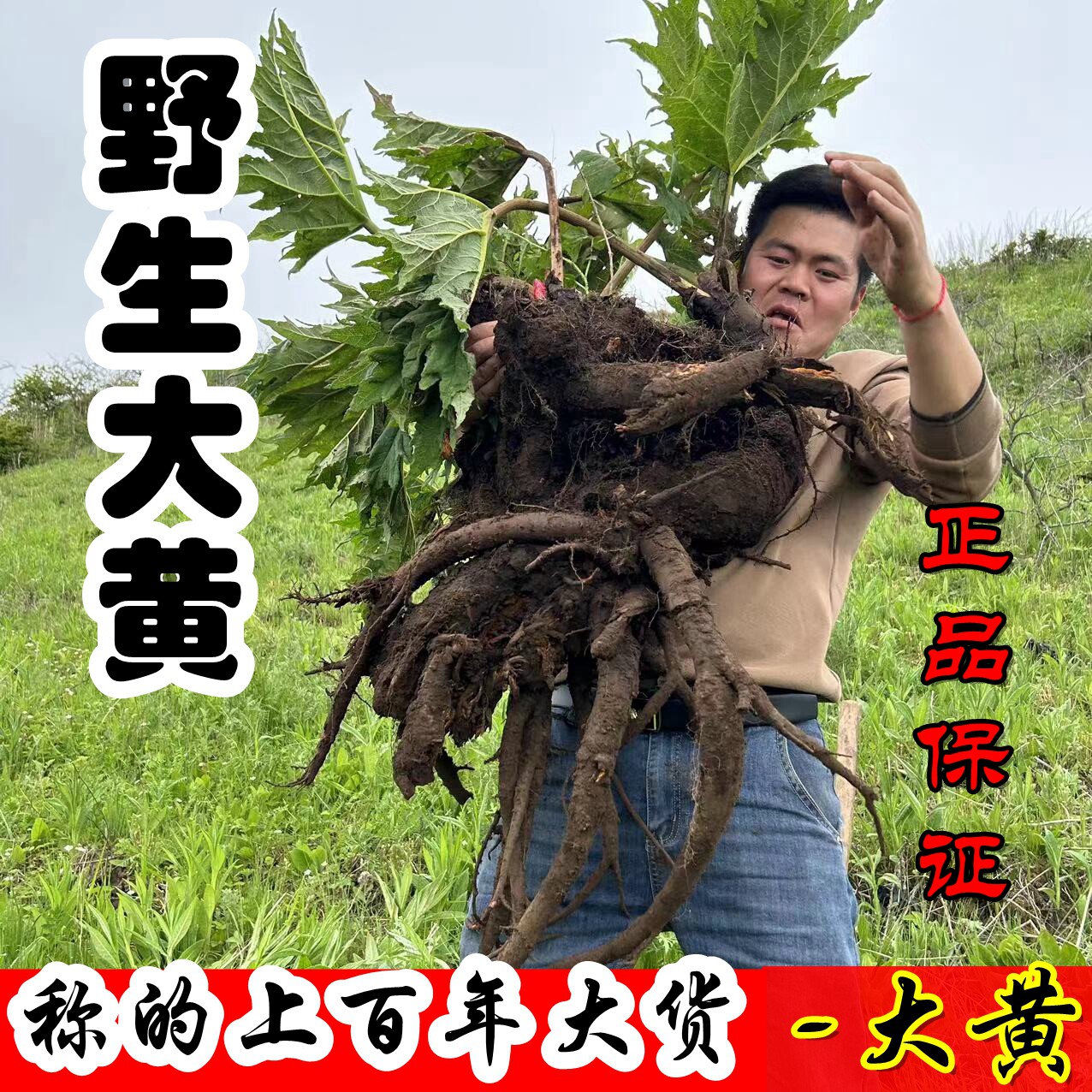 正宗纯野生大黄片500g无硫新货切片中药材免费打粉酒制掌叶大黄