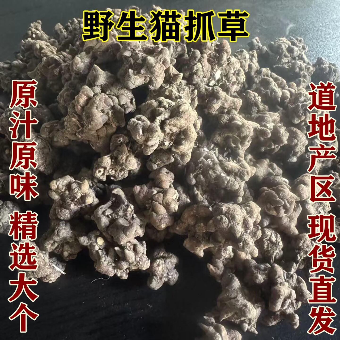 野生猫抓草原汁原味精选大个道地药材现货直发