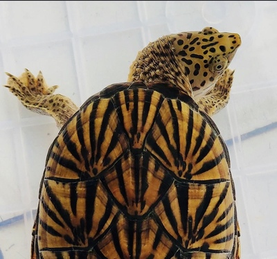 巨头蛋龟深水龟乌龟放射纹非虎纹头盔果核黄泽墨西哥窄桥红面苗子