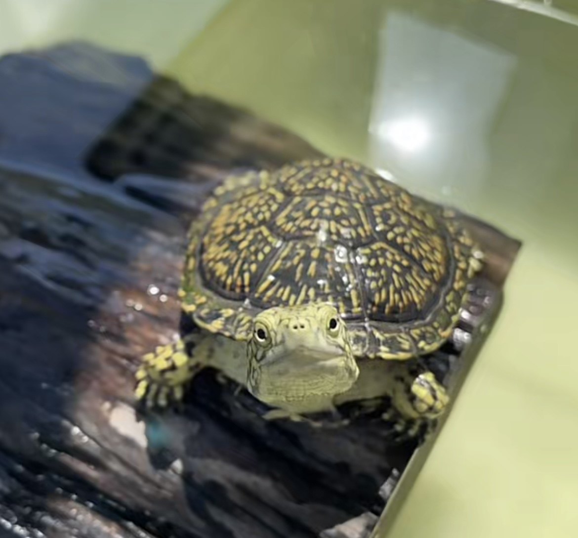 【天线宝宝】欧泽龟欧洲龟满天星竹叶纹流星纹冷水外塘耐寒观赏龟