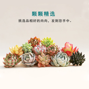 多肉植物组合DIY盆栽花卉绿植蓝石莲肉肉十二卷桃蛋白牡丹吉娃娃
